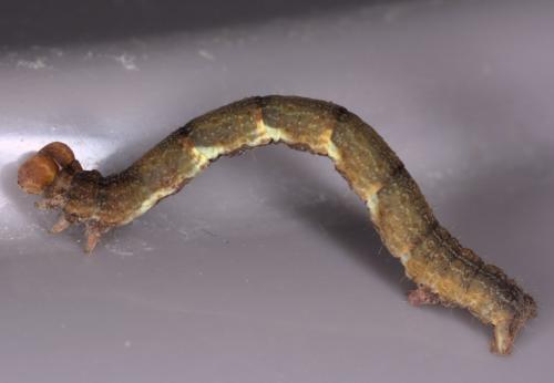 Réf. 293 696 : Cyclophora sp.
